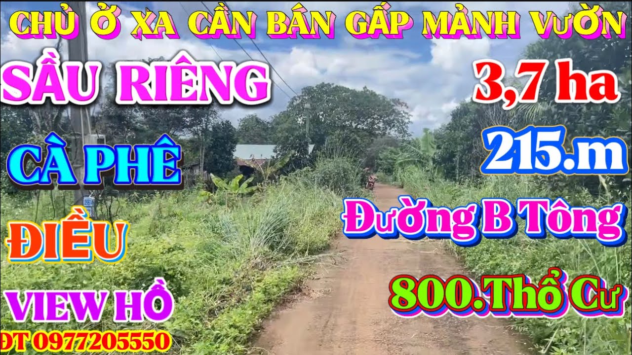 Chủ ở xa cần tiền bán gấp vườn,sầu riêng,Cà phê,điều,rất đẹp 