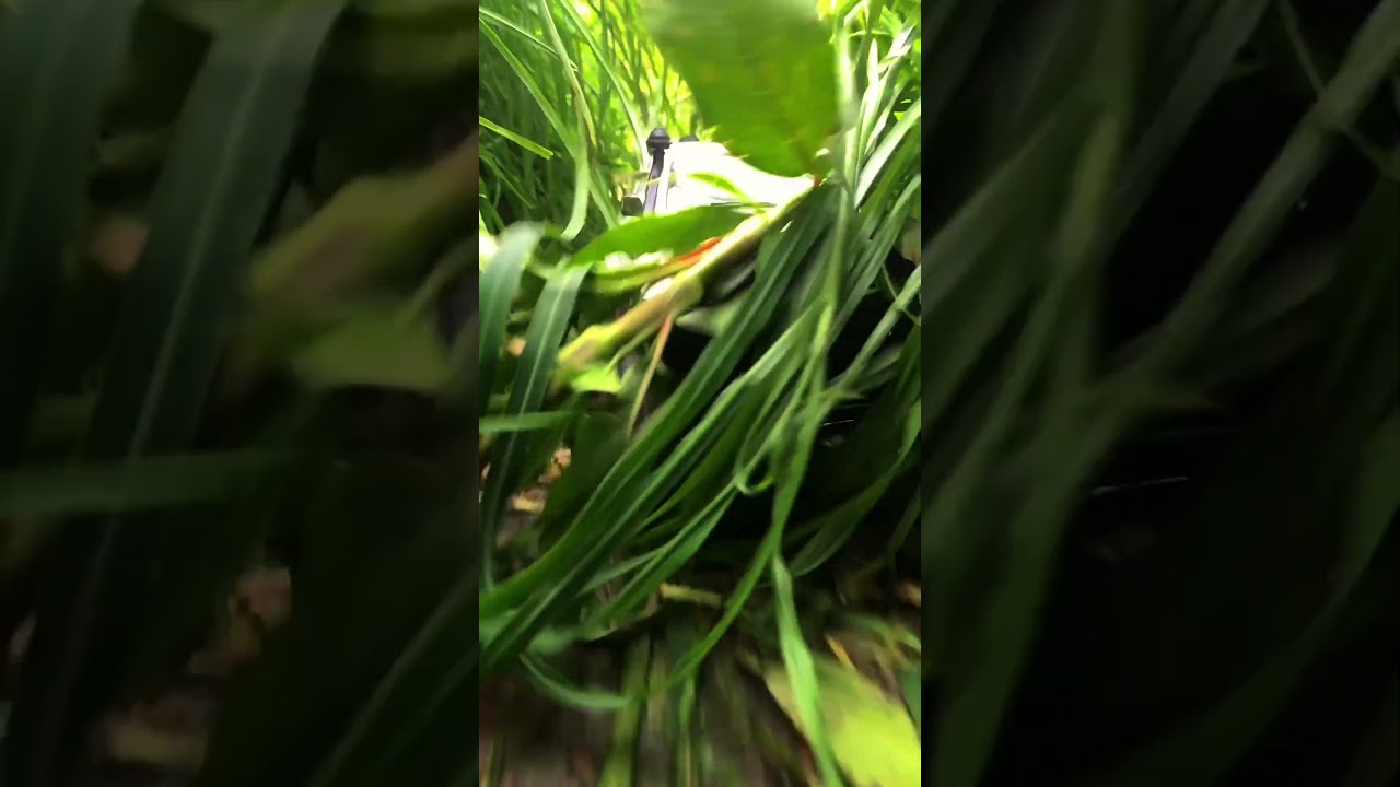 Crazy Rc off roading 