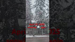 #April 22/2025 #snow #snowfall #snowdays #canadalifestyle #canada #shortvideo #shortsyoutube
