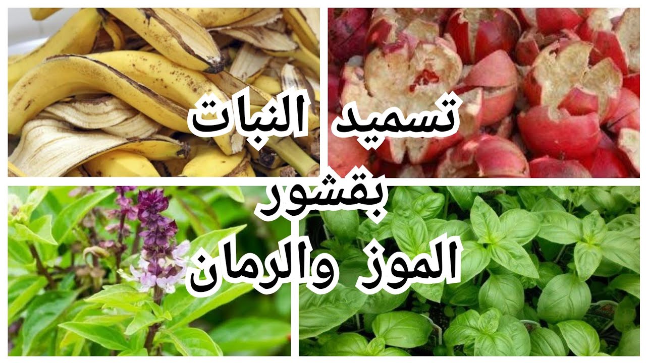 سماد البوتاسيوم من قشور الموز والرمان لتغذية النبات/ زراعة الريحان