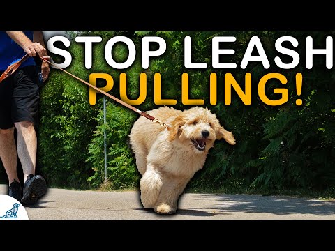 The Unpopular TRUTH About Your Leash Walking Training