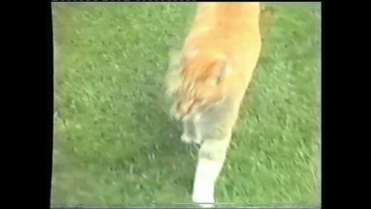 Jim Hutton And Freddie Mercury In Garden Lodge (c.1986)