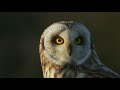 Highlights of 3film collection british wildlife documentary series
