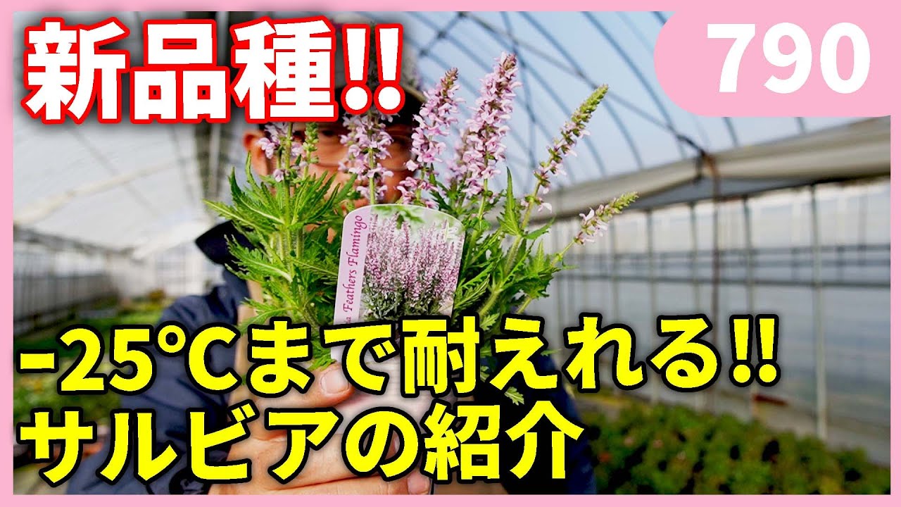 Top【選抜株】多肉植物 21952 ピーコック フェザーズ12個 鉢無し/脱土