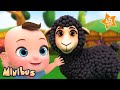Baa Baa Black Sheep + More Nursery Rhymes & Kids Songs | Minibus