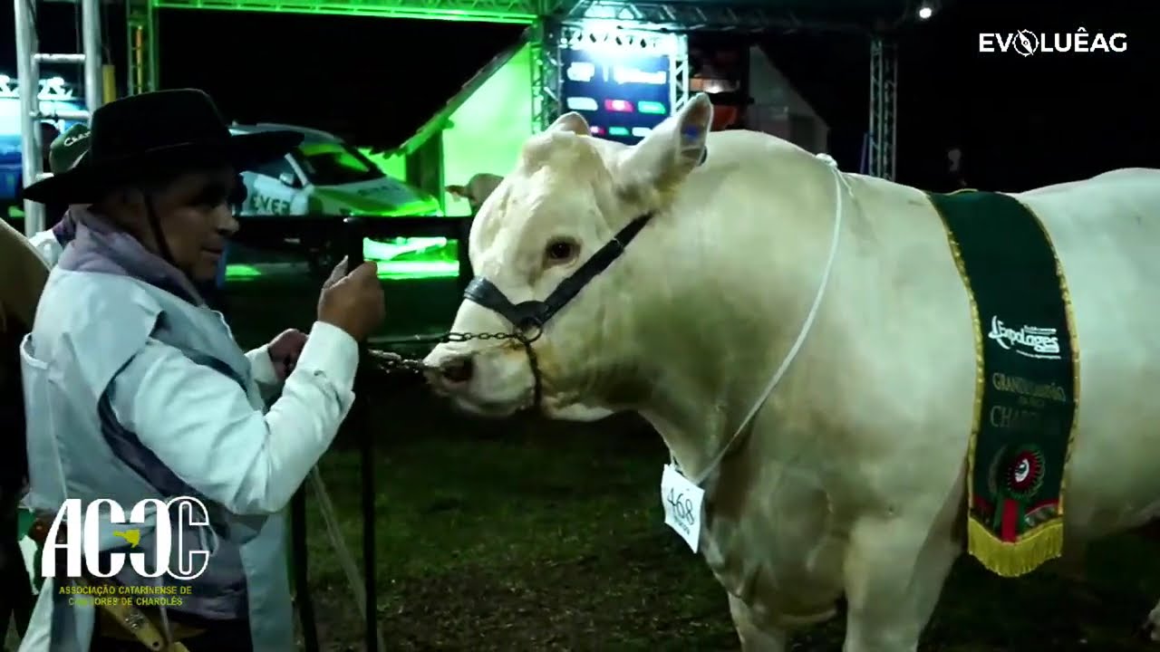 Você Sabe o que faz o Touro Charolês ser o MELHOR da Expolages 2024?