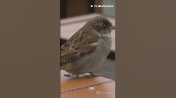 Amazing Savannah Sparrow Facts #SavannahSparrow #BirdFacts #Shorts