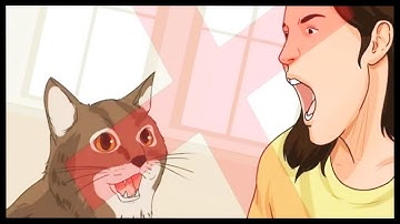 HOW TO TALK TO CATS (Reading Wikihow Articles)