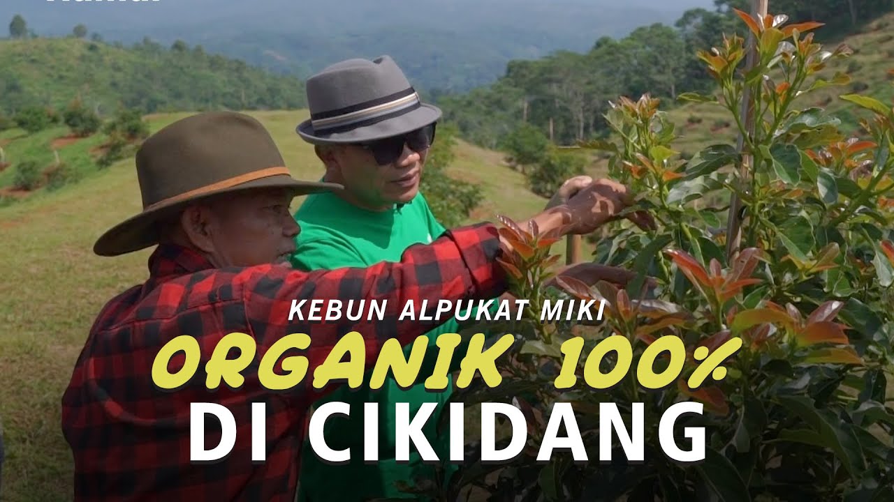 #AYOPANEN - KEBUN ALPUKAT MIKI ORGANIK 100% DI CIKIDANG