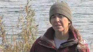 Lake Bemidji shoreline cleanup