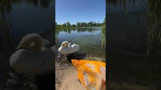 White Swan Approaches a Guy to Get a Snack