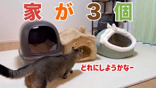 どれ選ぶ?猫に3つのペットハウスを用意したら反応が面白すぎた