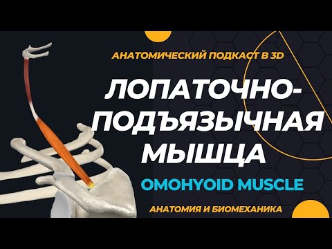 Лопаточно-подъязычная мышца. Omohyoid muscle 3-D анатомия.