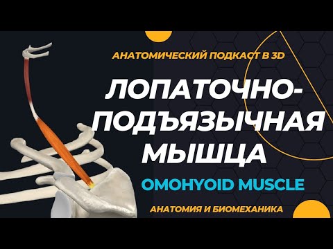 Видео: Какая структура располагается ниже челюстно-подъязычной мышцы?