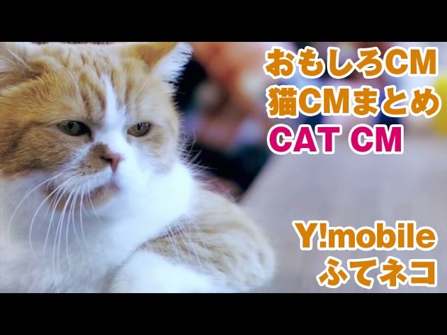 Cat Funny Cm Japan Y Mobile ふてネコ 猫cm Youtube