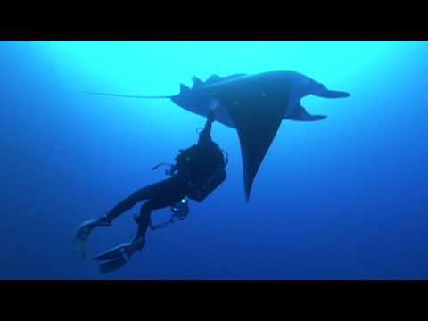 Discovering A Second Species of Giant Manta Ray