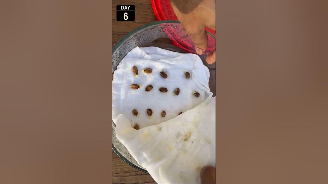 Germinate bitter melon seeds Fast and easy Shorts YouTube