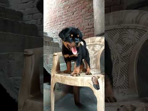 88+ Rottweiler Dog Price In Patna
