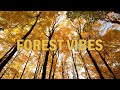 Forest vibes lofihip hop mix  lofi nature