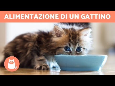 Come ALIMENTARE un gatto di 1 mese? 🐱 (Nutrire un gattino)