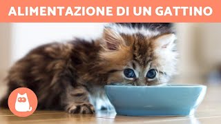 Come ALIMENTARE un gatto di 1 mese?  (Nutrire un gattino)