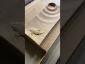 Carving A Sushi Plate On An Iroko Slab With The Yeti Trend CNC SmartBench #woodworking #carpentry