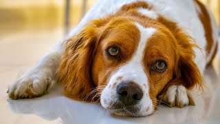 Unleashing the Problem Solving Potential of the Brittany Dog