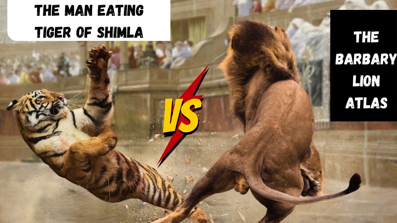The Ultimate Duel : The Barbary Lion vs. Bengal Tiger Showdown - YouTube