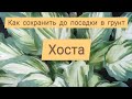 Хоста. Как сохранить до посадки в грунт.