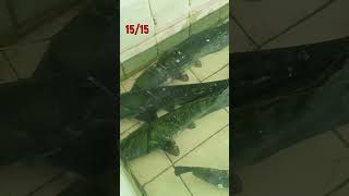 15/15 Bu Avda NE Oldu? SAZAN ve YAYIN Avı! #BalıkAvı#Avlanma