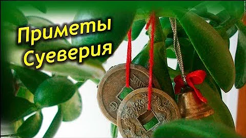 Денежное Дерево – Приметы, Суеверия и Магические свойства растения.