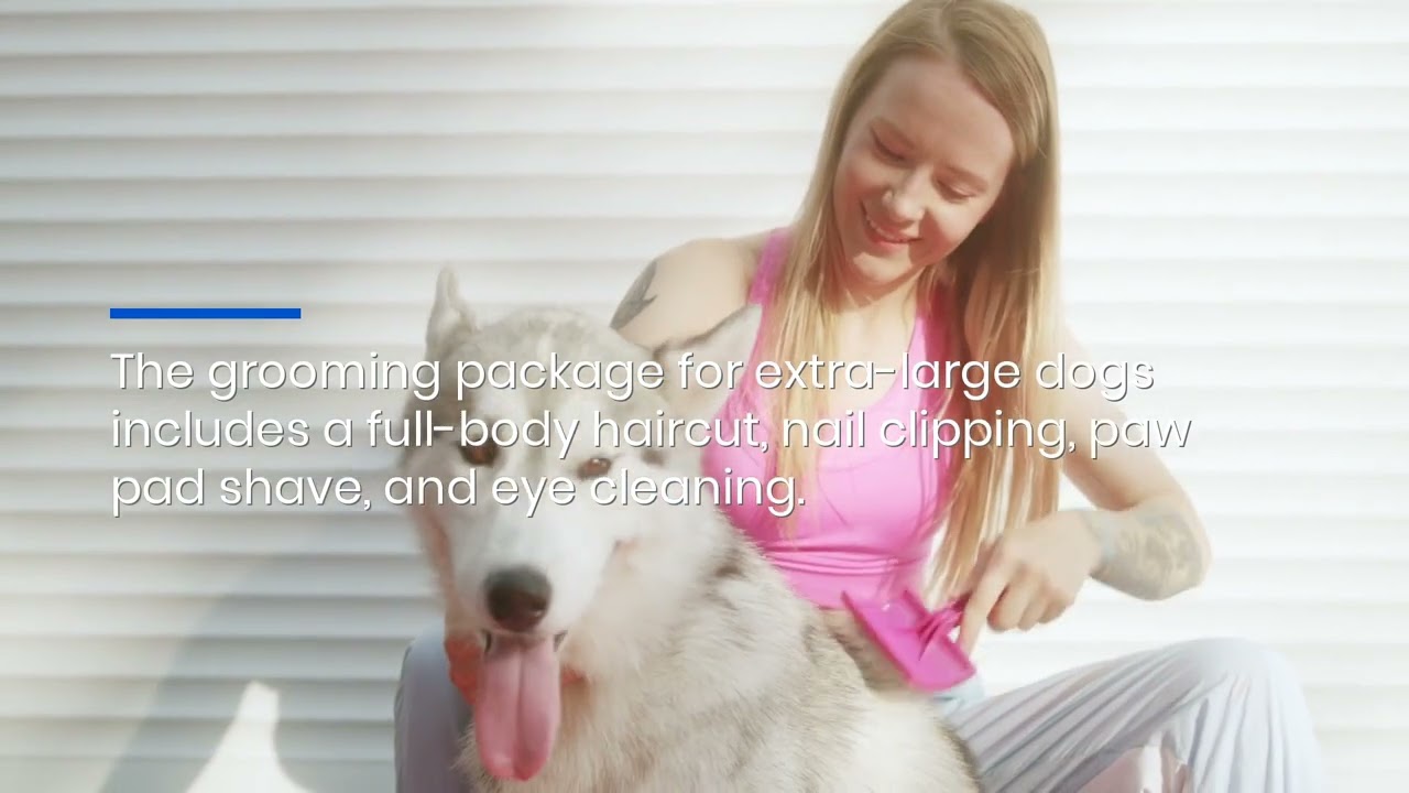 Tucson Stress-Free Mobile Dog Grooming For Improved Coat Hygiene: Hydrobaths & Full-Body Haircuts