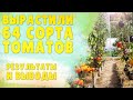 Помидоры🍅🍅🍅 севера Ленинградской области, которые мы посадили и что из этого получилось!