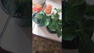 Growing More Food, Plants, and Everything in Between