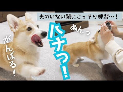 夫がいない間に新しいコマンドに挑戦してみる！！【コーギー犬】