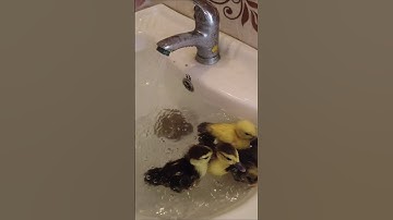 6 New Ducklings in my Sink  #ducklings #adorableanimals