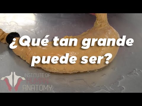 ¿Cuánta comida puede