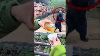 Bear Asks for a Snack… Then Catches It! 🐻🍯#shorts #viral