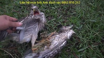 Bẫy vạc cuối vụ 2021? Anh em tham khảo cách đánh bằng keo và lưới