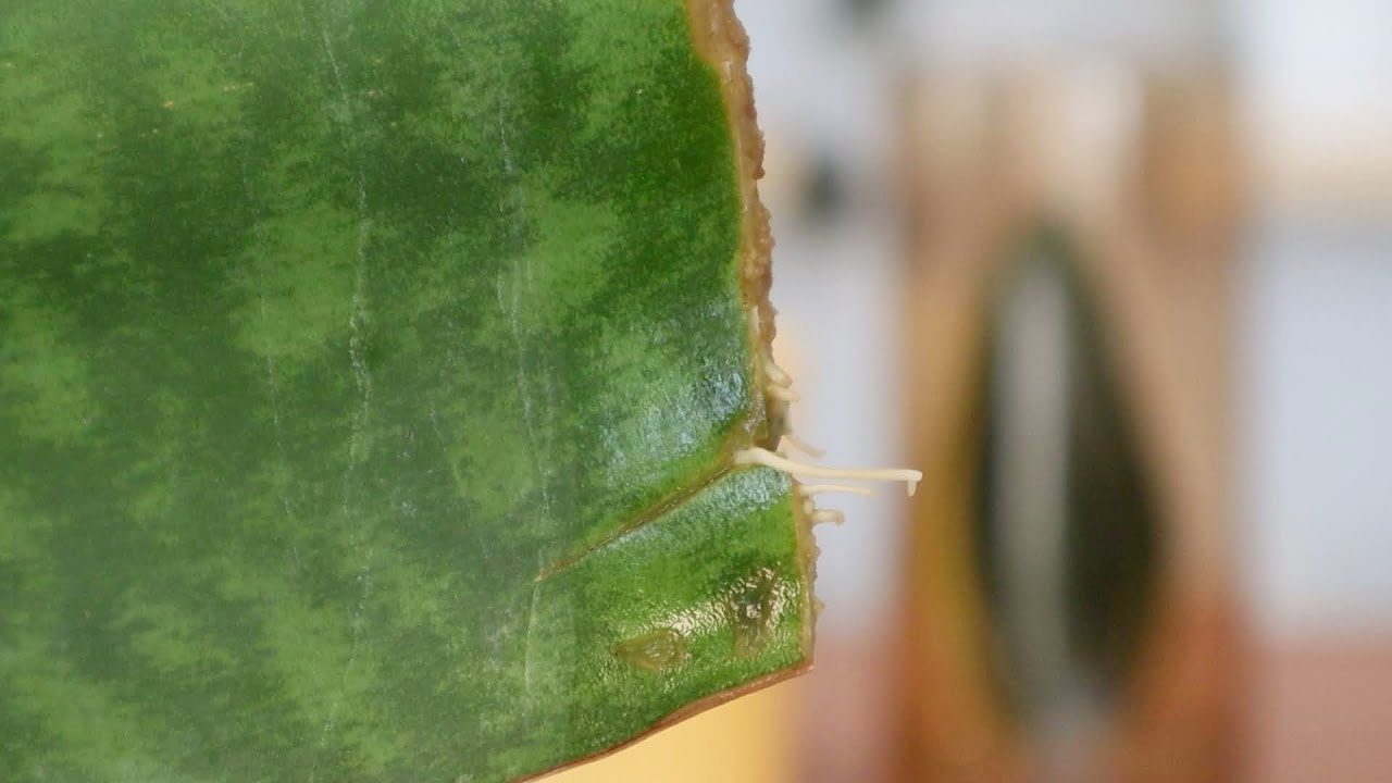 株分け後 根腐れしたサンスベリアを救いたい 続々出てきた水挿し50日目 観葉植物 Youtube