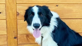 ADIESTRANDO A 'WHISKY', UN BORDER COLLIE DE SEIS MESES