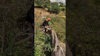 Storm Damage Removal With Stihl Ms 362C
