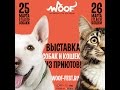 Репортаж о благотворительном фестивале Woof в ArtPlay