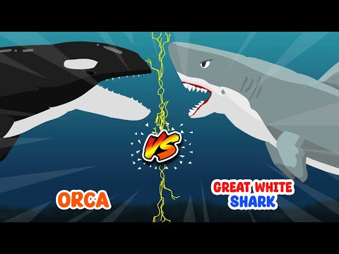 Great White Shark