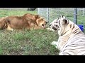 White Tiger and Lion Eat Eve Meals & Meds