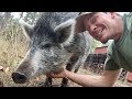 What's with the pig???  The Story of Nosler