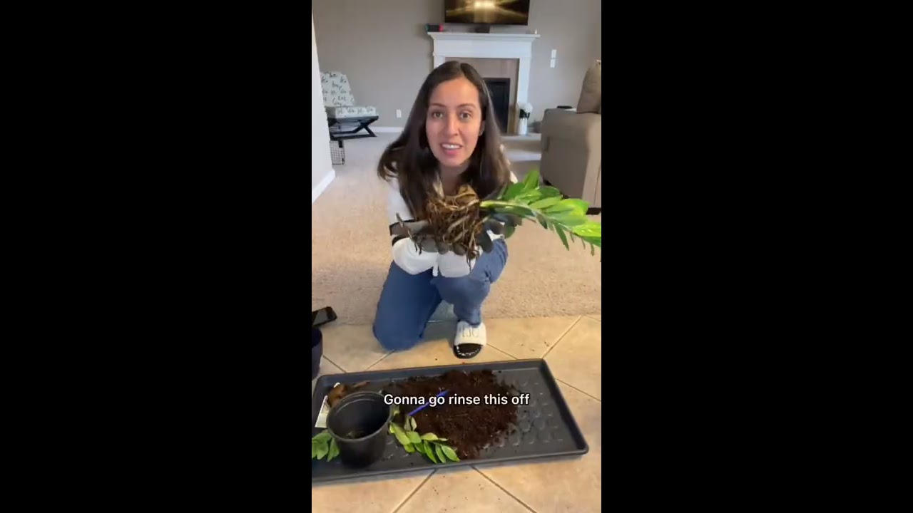 A ZZ Rescue If You Re Killing Yours It Think S Overwatered Plantcaretips Plantcare Zzplant
