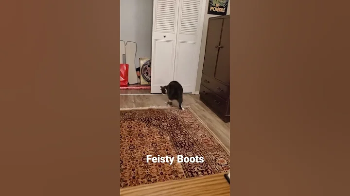 Feisty Kitty