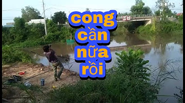 Câu cá tra sông|Bãi huyền thoại lại tiếp tục lên hàng lạ