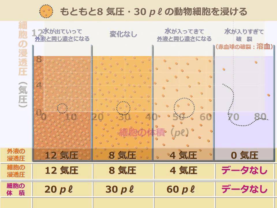 細胞の中の水 Water Movement In and Out of Cells (Yuki's Biology) - YouTube